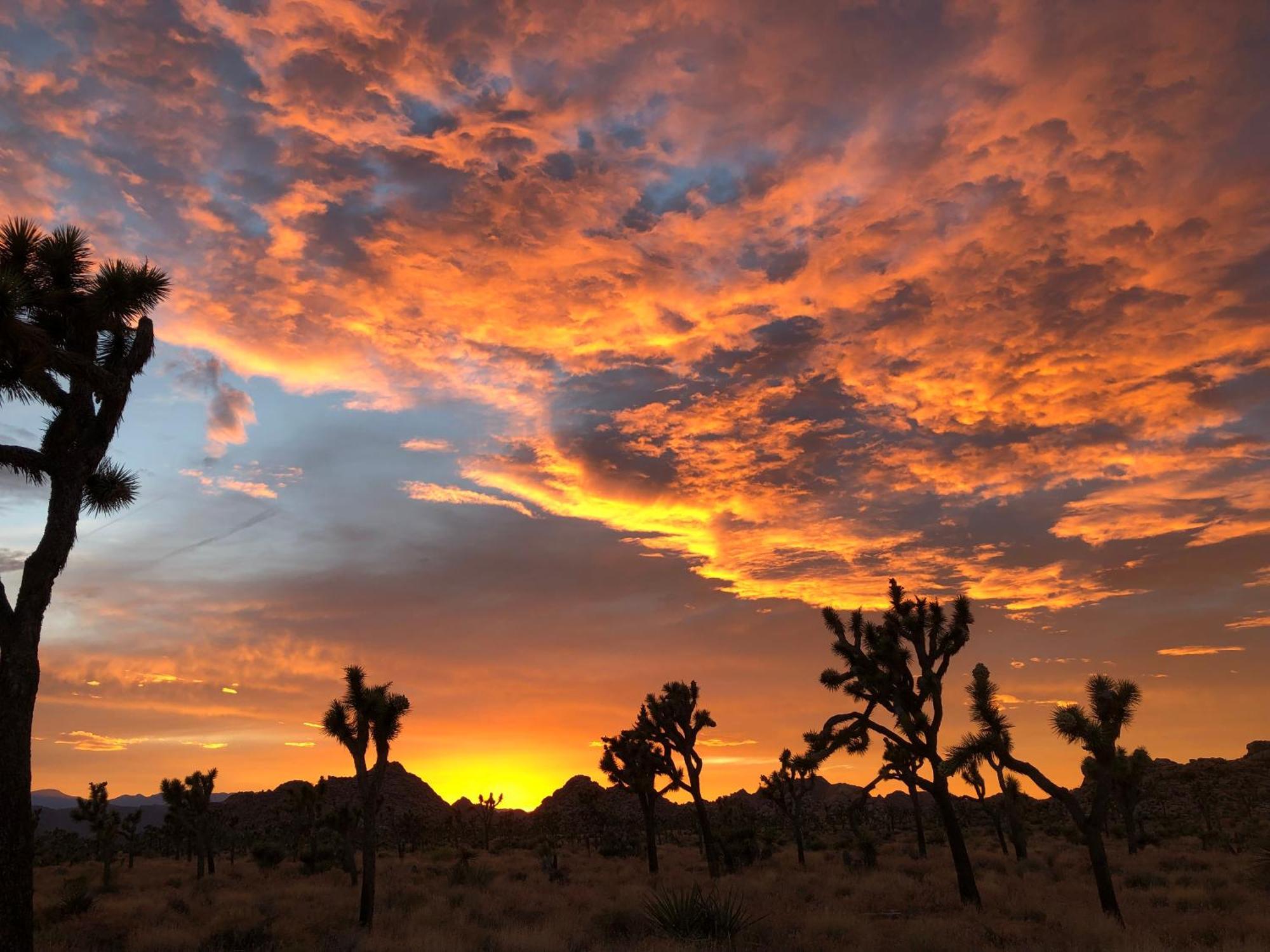 Cozy Desert Retreat With Amazing Views Only 4 Miles To Jtnp 조슈아 트리 외부 사진