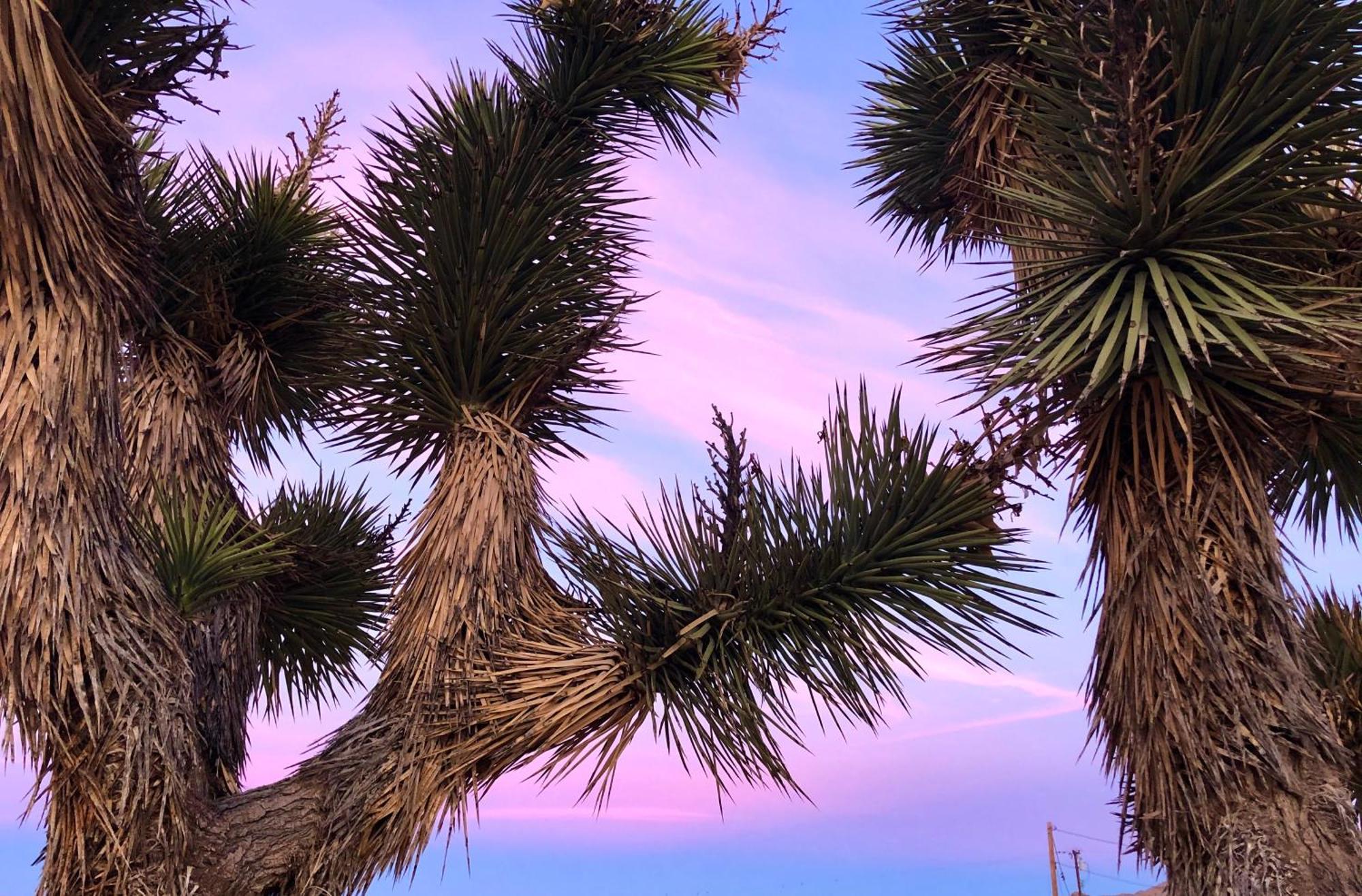 Cozy Desert Retreat With Amazing Views Only 4 Miles To Jtnp 조슈아 트리 외부 사진